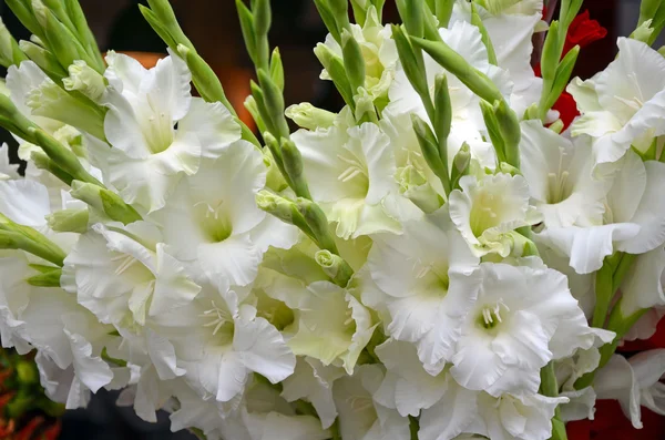 Белые цветы гладиолы — стоковое фото
