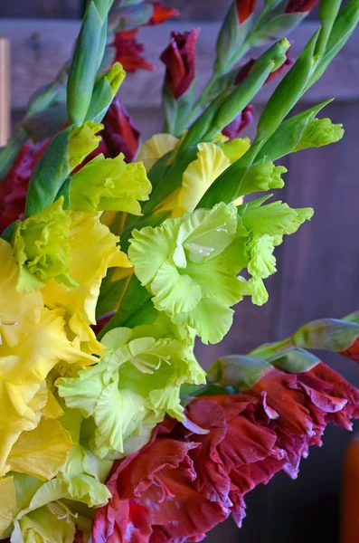 Farverige gladiolas blomsterarrangement - Stock-foto