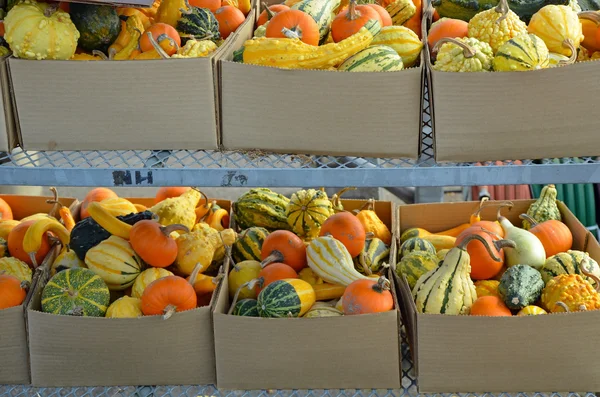 Boxes of pumpkins and gourds Royalty Free Stock Photos