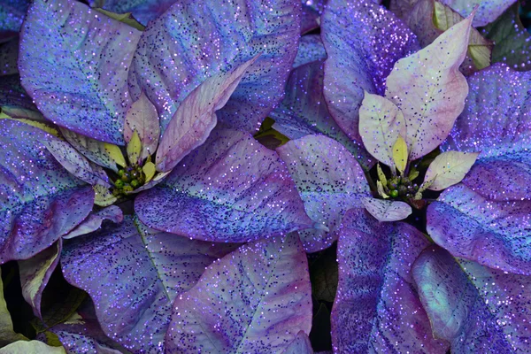 Fiori di poinsettia viola — Foto Stock