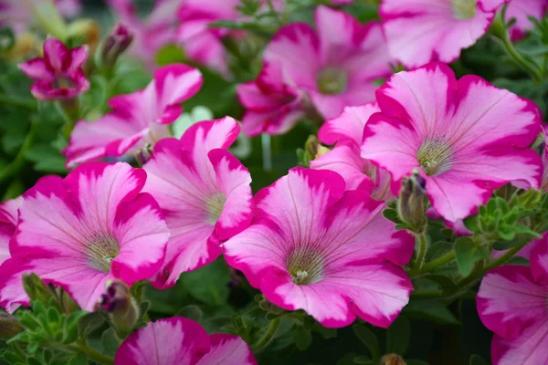 Beautiful pink petunias — Stock Photo, Image