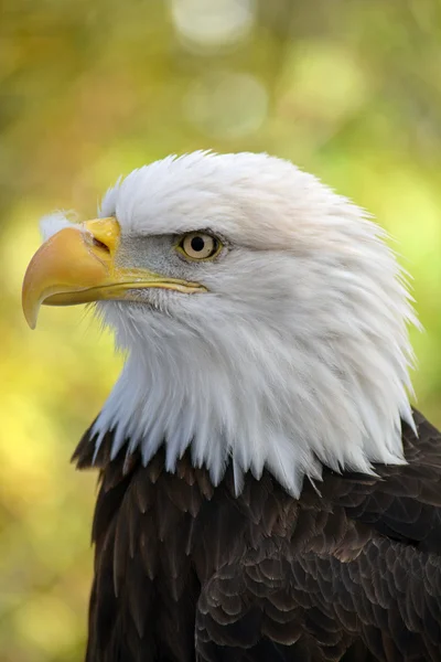 American bald eagle Royalty Free Stock Images