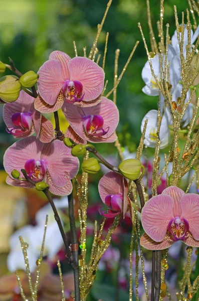 Růžový můra orchideje — Stock fotografie