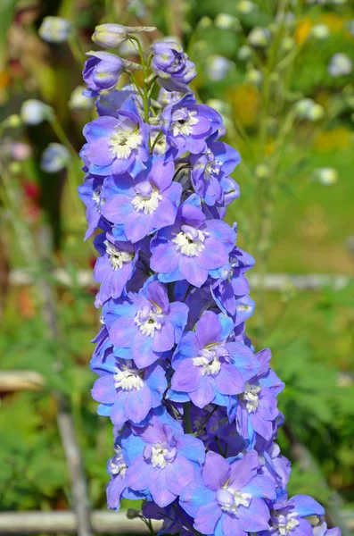Modré delphinium květiny — Stock fotografie