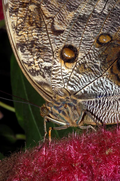 Borboleta de coruja gigante — Fotografia de Stock