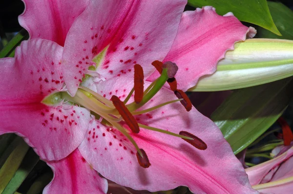 Zbliżenie Piękny Różowy Gwiazdozbiór Lilia — Zdjęcie stockowe