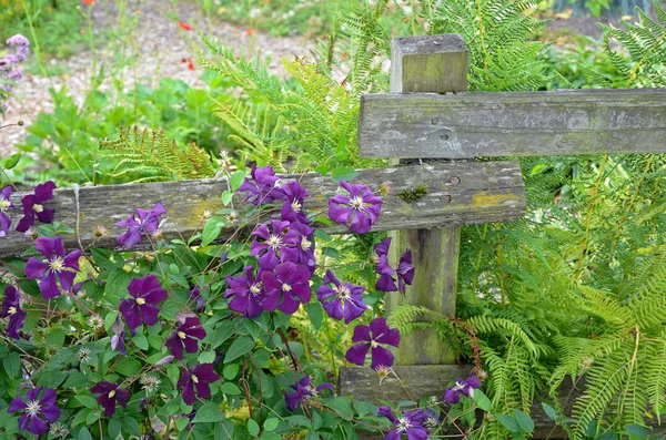 Mooie Paarse Clematis Bloemen Groeien Oude Houten Hek — Stockfoto