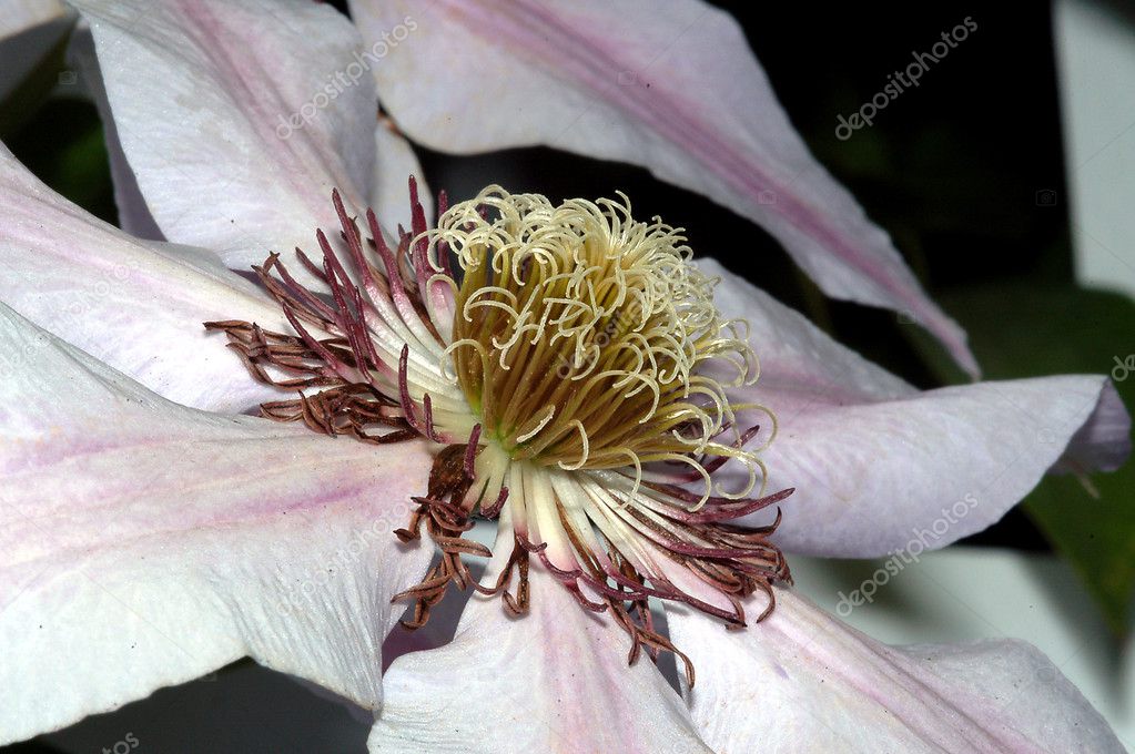 Beautiful pink and white clematis flower