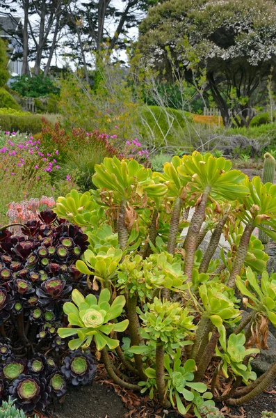Tyúkok és csibék kaktusz kert — Stock Fotó