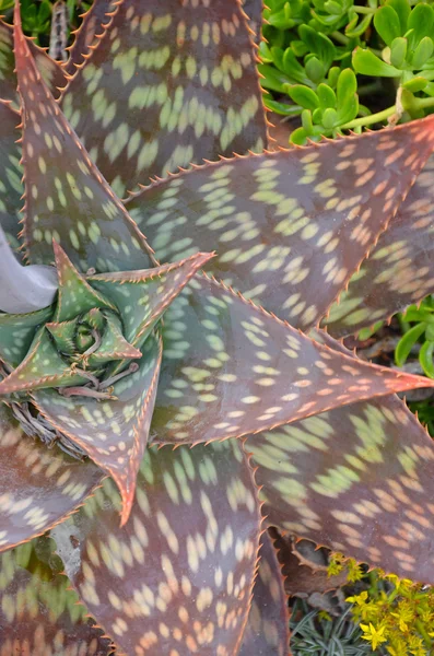 Aloe vera bitki benekli — Stok fotoğraf