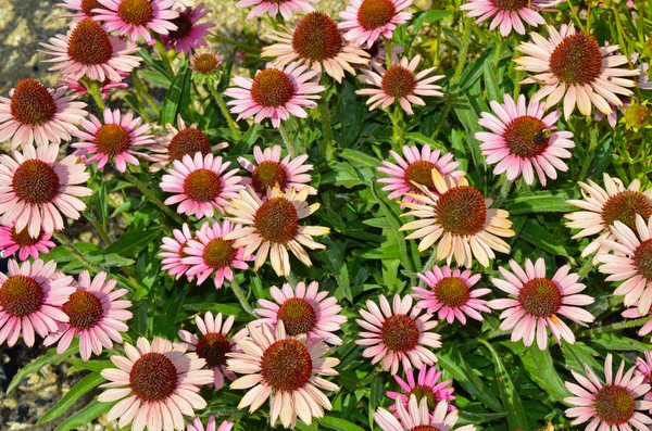 Рожеві квіти Ехінацея — стокове фото