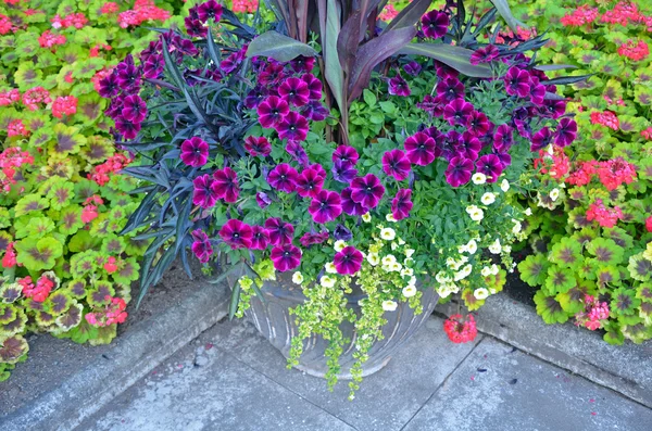Colorful petunias and geraniums — Stock Photo, Image