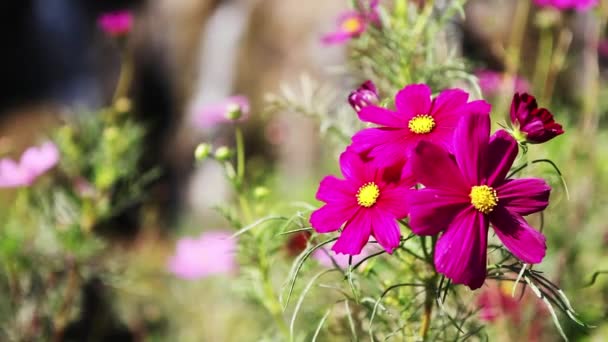 Coreopsis flor no vento — Vídeo de Stock