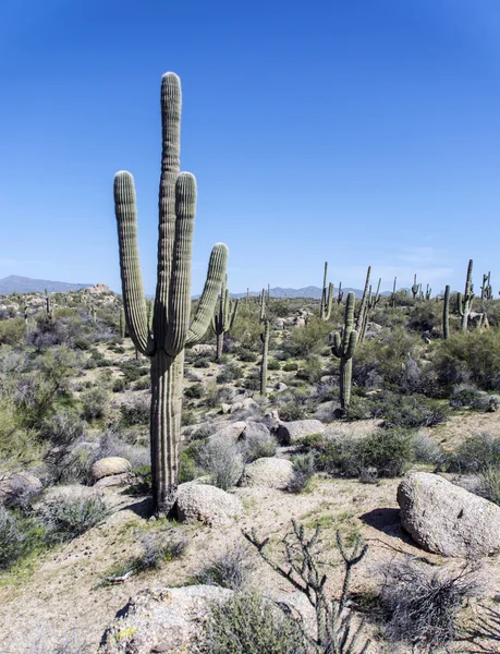 Saguaro στην Αριζόνα — Φωτογραφία Αρχείου