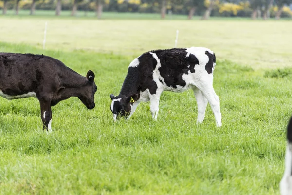 Koe op grasland van Nieuw-Zeeland Stockfoto