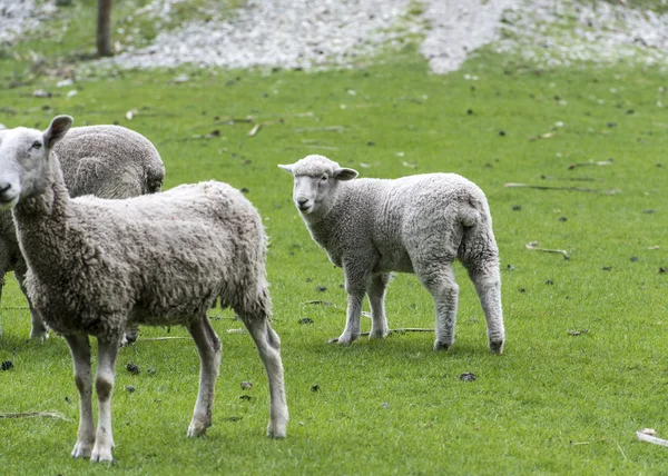 Schafe auf Neuseelands Weide — Stockfoto
