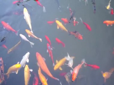Sudaki koi balığı