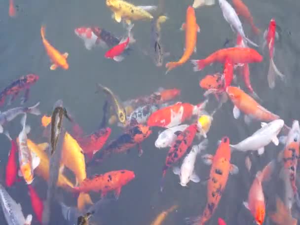 Peixe koi na água — Vídeo de Stock