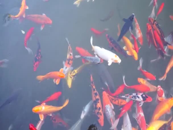 Poissons koï dans l'eau — Video