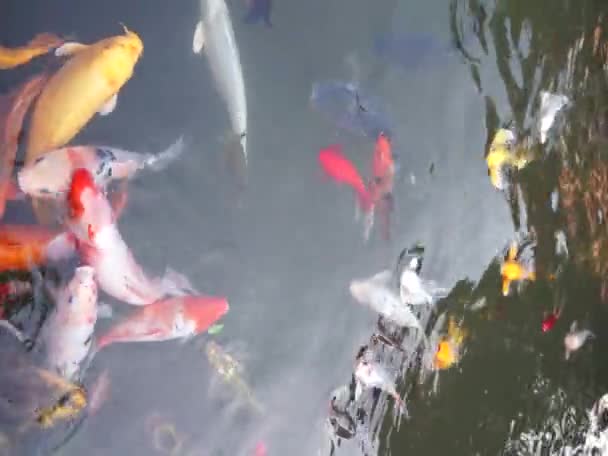 Ψάρια koi στο νερό — Αρχείο Βίντεο