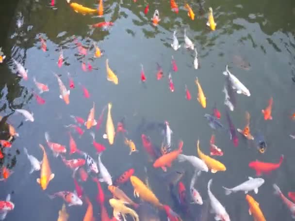 Koi fisk i vatten — Stockvideo