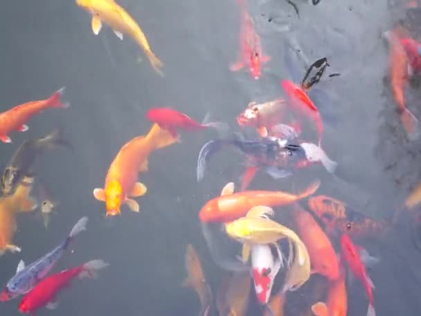 鯉魚を水中で — ストック動画