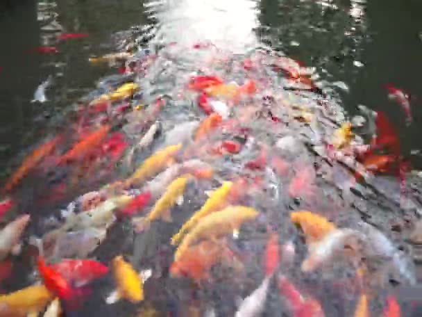 Koi-Fische im Wasser — Stockvideo