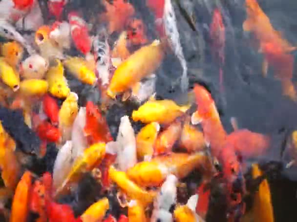 Koi fisk i vatten — Stockvideo