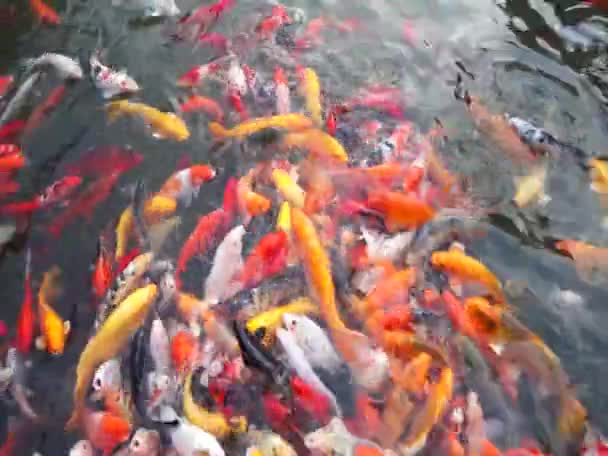 Кои-рыбы в воде — стоковое видео
