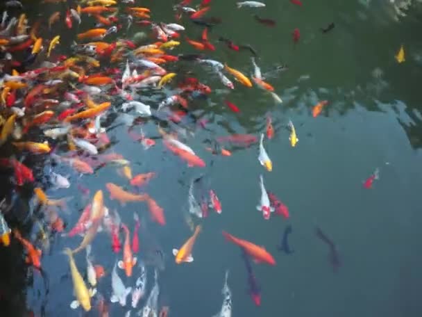 poissons koï dans l'eau