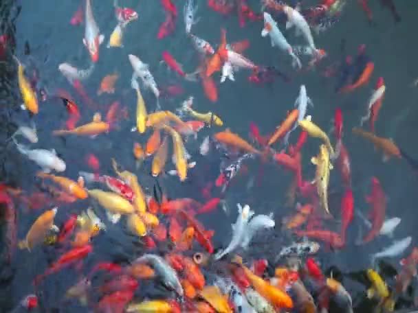 Koi fisk i vatten — Stockvideo