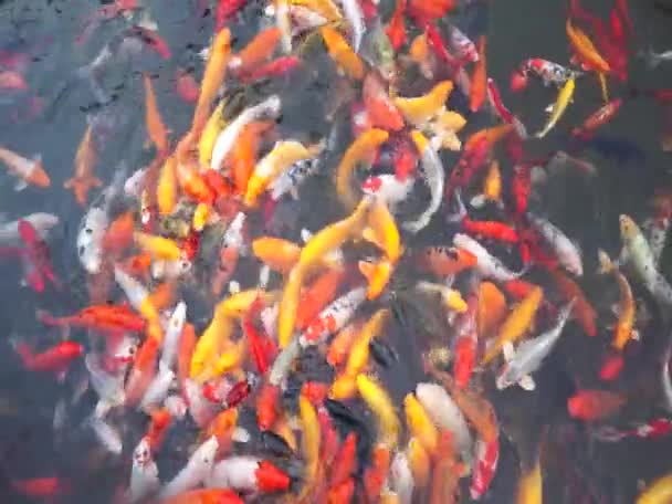 poissons koï dans l'eau