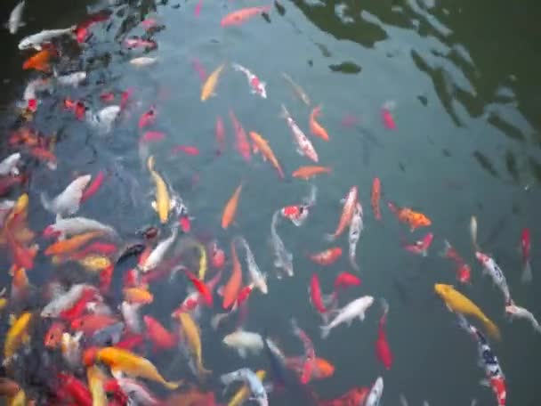 Koi-Fische im Wasser — Stockvideo