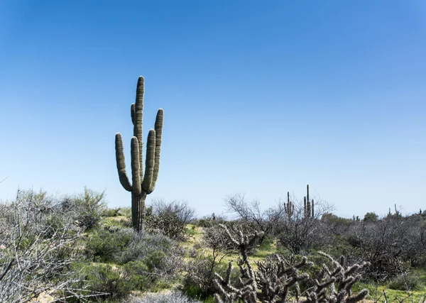 Saguaro cactus in Phoenix, USA — Stock Photo, Image