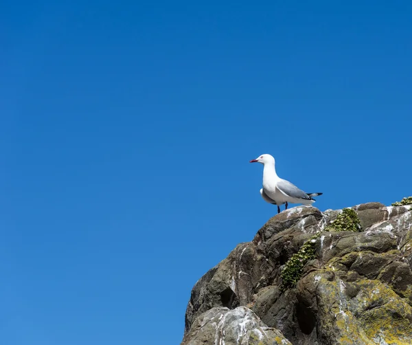 Rotschnabel-Möwe — Stockfoto