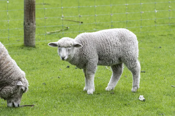 Neuseeland-Schafe — Stockfoto