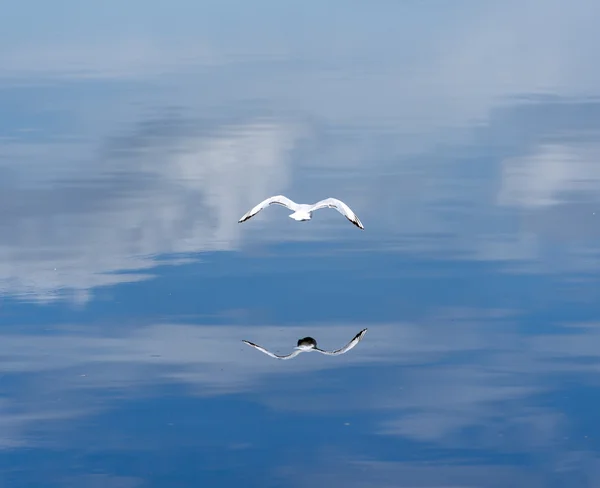 Seagull — Stock Photo, Image