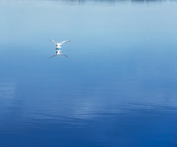 Gaivota — Fotografia de Stock