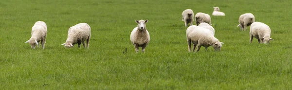 Sheep — Stock Photo, Image