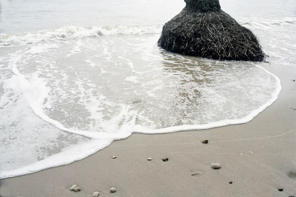 Písek, Surf a holé kořeny — Stock fotografie