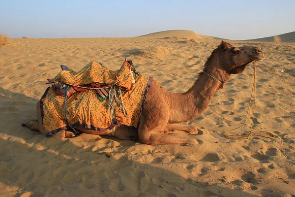 Kameel ontspannen op zand — Stockfoto