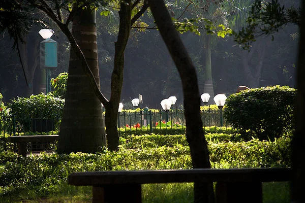 Deliciosa Vista Mais Próxima Troncos Árvores Arbustos Folhagem Cúpulas Luz — Fotografia de Stock