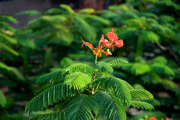 Vue Branche Fleur Paon Dans Fond Feuillage Flou — Photo