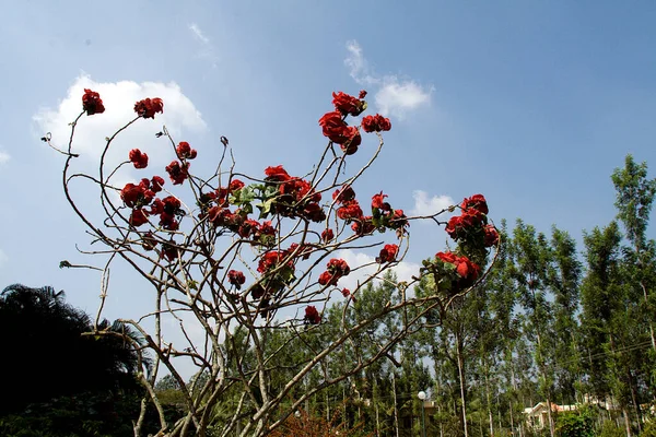 略带红色灌木的红色丝棉灌木植物 枝条光秃秃 — 图库照片