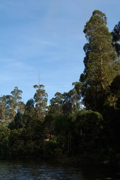 아시아 타밀나두에 고다이 나무들의 — 스톡 사진