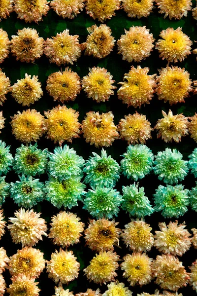 Arrangement Von Chrysanthemenblumen Auf Der Landesgartenschau Lalbagh Botanical Garden Bengaluru — Stockfoto