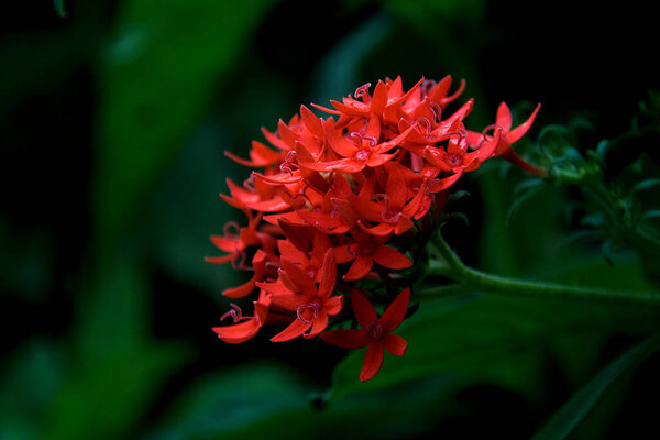 View of bunch of Red Ixora flowers against blurry green background