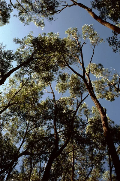 Niedriger Blickwinkel Auf Bäume Mit Laub Vor Blauem Himmel Beleuchtet — Stockfoto