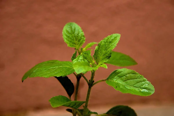 茶色の背景に薬用特性を持つ緑のバジルの葉の束のクローズアップ — ストック写真