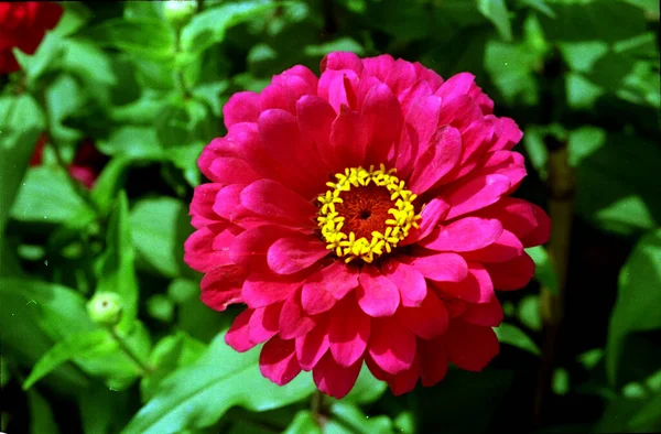 Vista Vermelho Brilhante Zinnia Comum Colorido Elegante Zinnia Flor Contra — Fotografia de Stock
